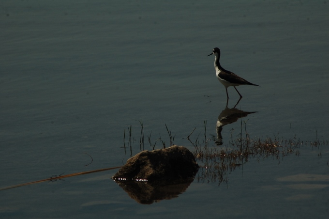 black-necked stilts